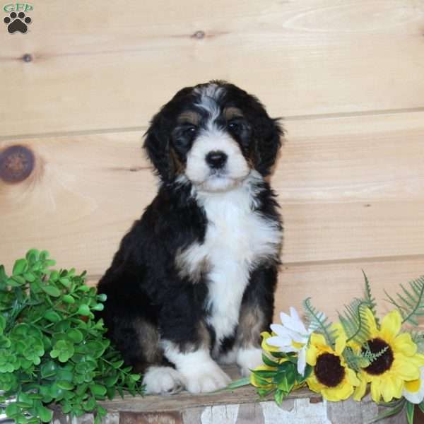 Jolly – F1, Bernedoodle Puppy